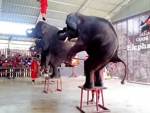 Elephant Camp2