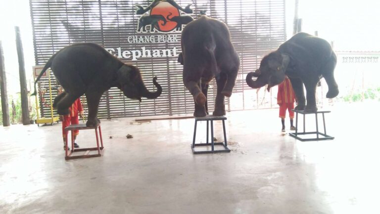 Elephant Camp4